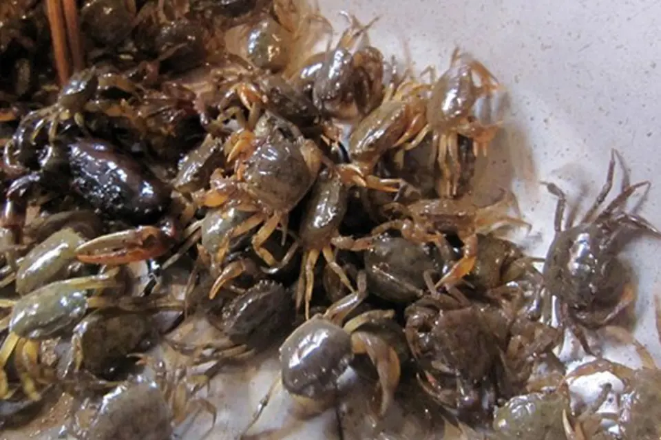 BÍ QYẾT CHỌN CUA, ỐC, RẠM, HẾN TƯƠI NGON BÍ QYẾT CHỌN CUA, ỐC, RẠM, HẾN TƯƠI NGON