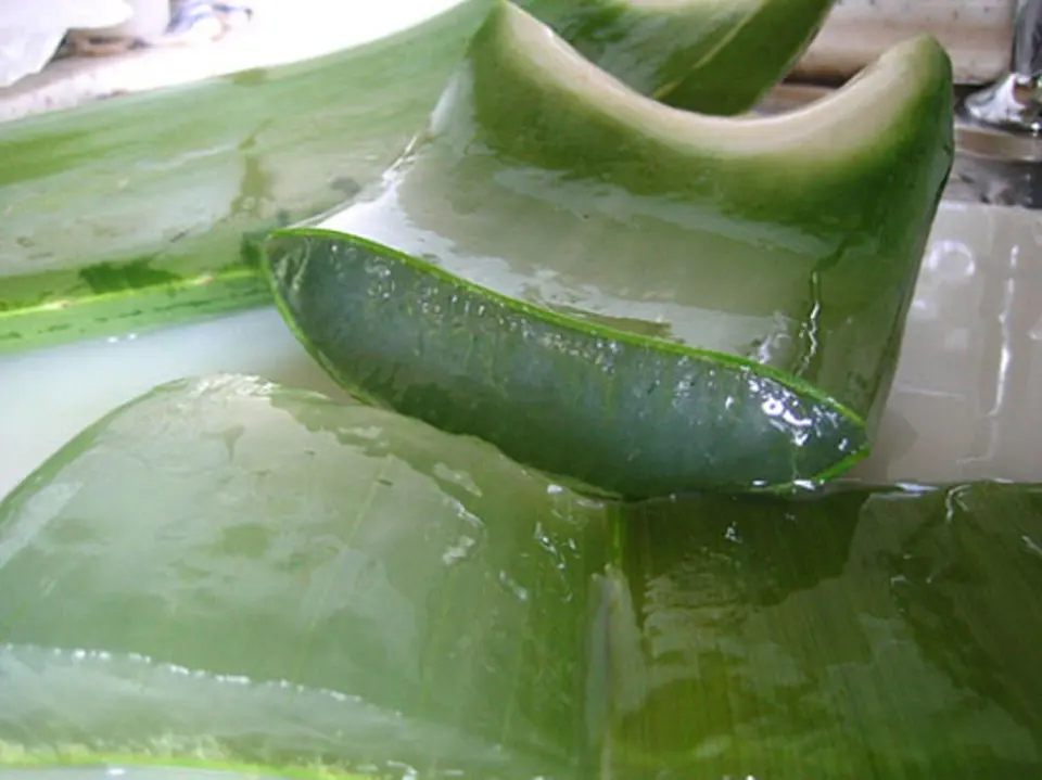 Hướng dẫn cách làm salad nha đam