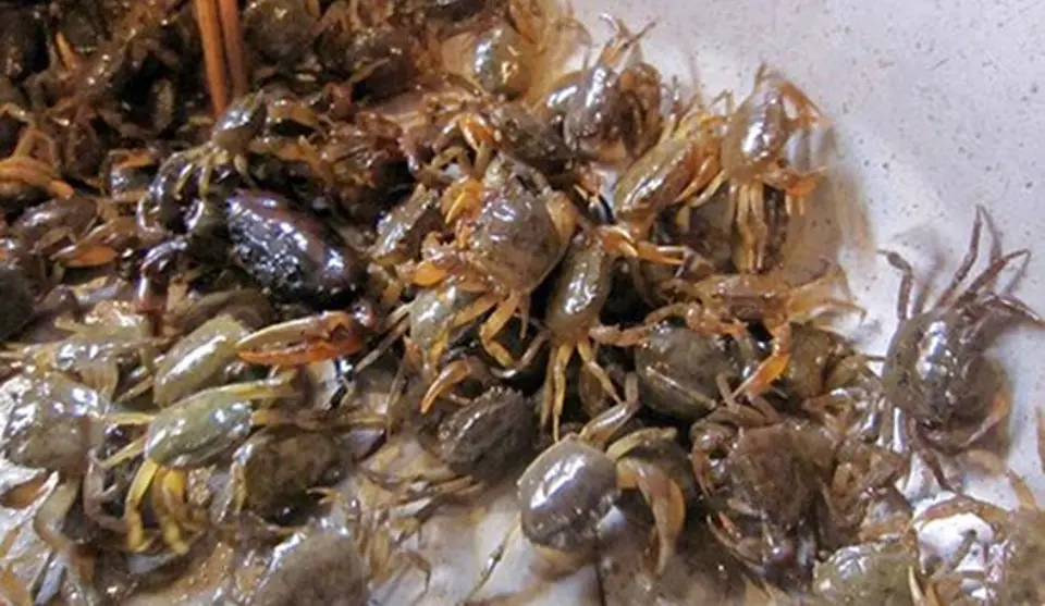 Cách chọn thủy hải sản tươi ngon