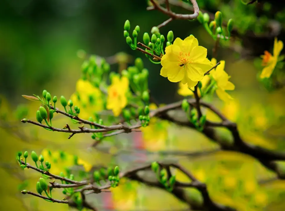 10 loại hoa mang may mắn cho ngày Tết
