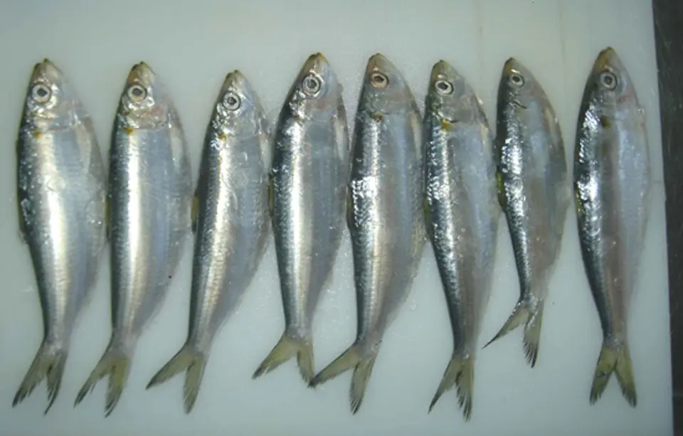 8 thực phẩm cần tránh khi bị bệnh gout 8 thực phẩm cần tránh khi bị bệnh gout