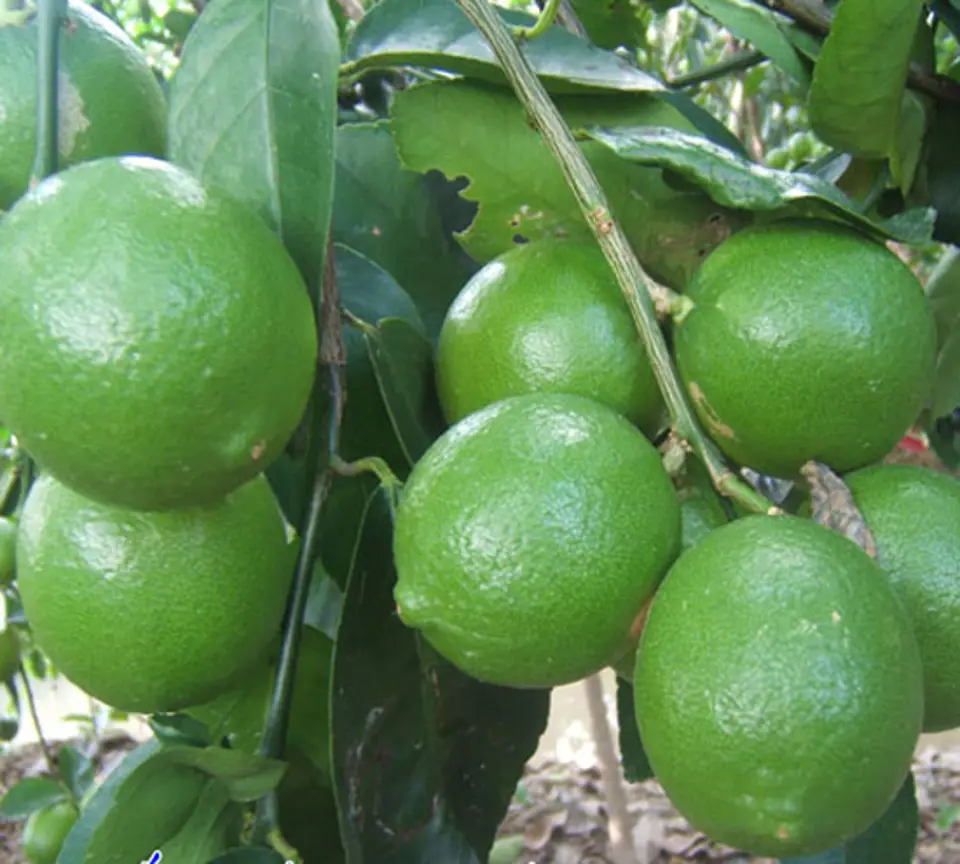 Cách chọn hoa quả tươi ngon