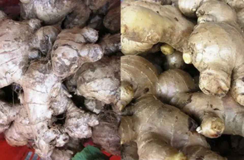 Mẹo phân biệt rau, củ, quả Trung Quốc