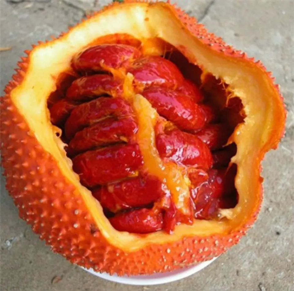 Tự làm dầu gấc cho bé tại nhà