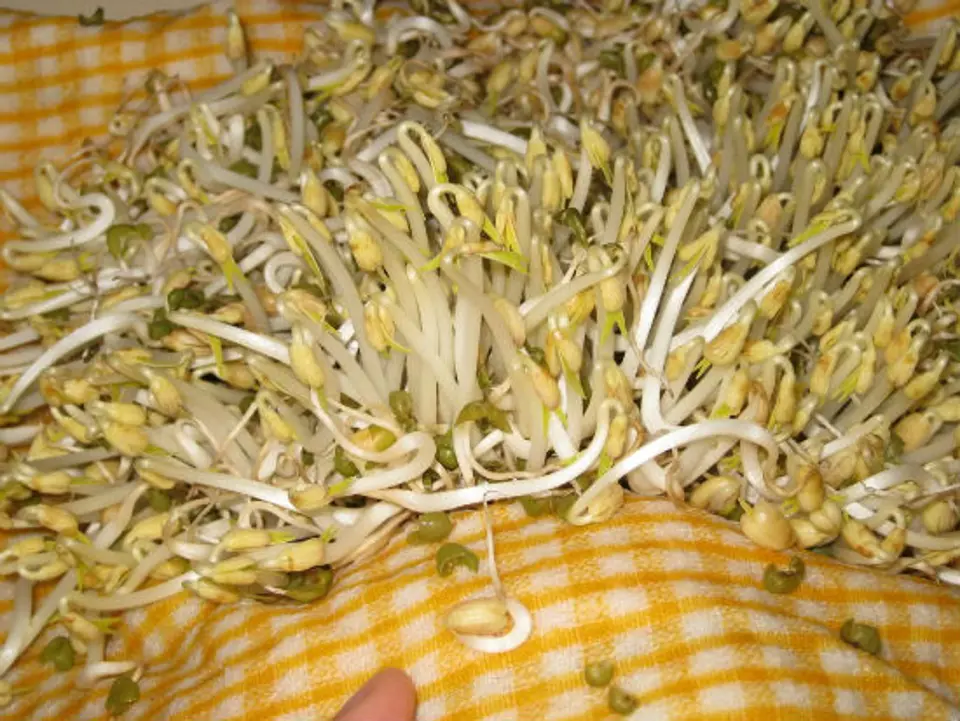 Tự làm giá ở nhà mà không cần dùng đến máy