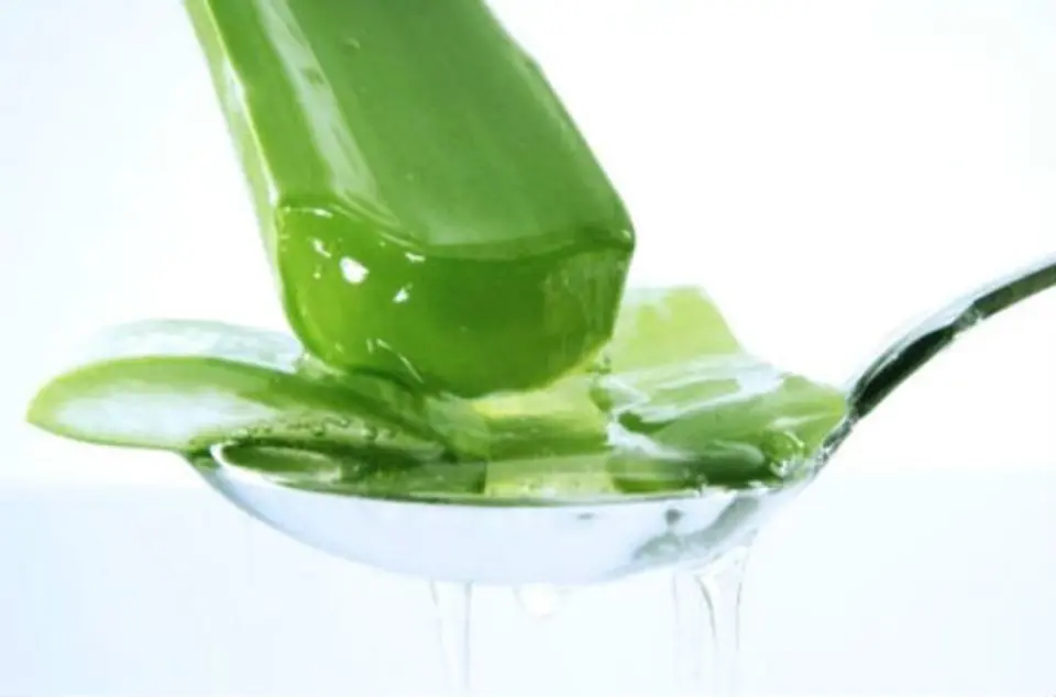 Công dụng của cây nha đam bạn nên biết