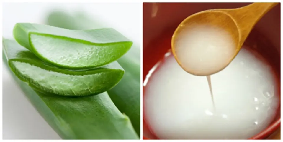 Công dụng của cây nha đam bạn nên biết Công dụng của cây nha đam bạn nên biết