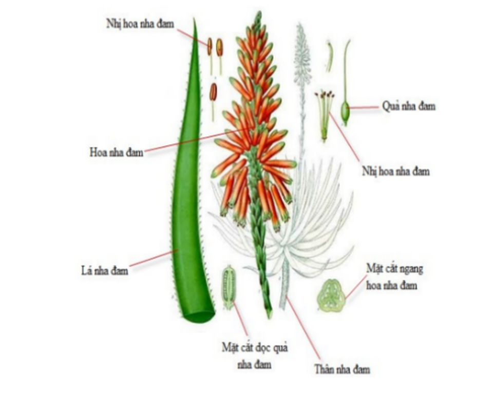 Công dụng của cây nha đam bạn nên biết