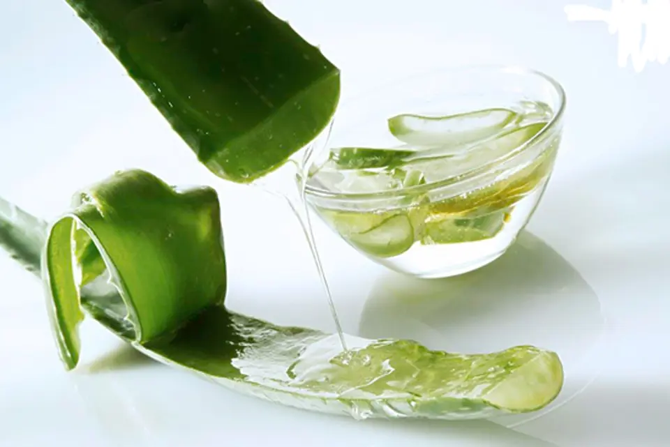 Công dụng của cây nha đam bạn nên biết Công dụng của cây nha đam bạn nên biết