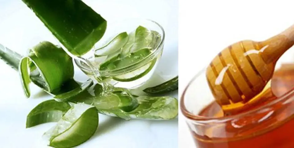 Công dụng của cây nha đam bạn nên biết Công dụng của cây nha đam bạn nên biết