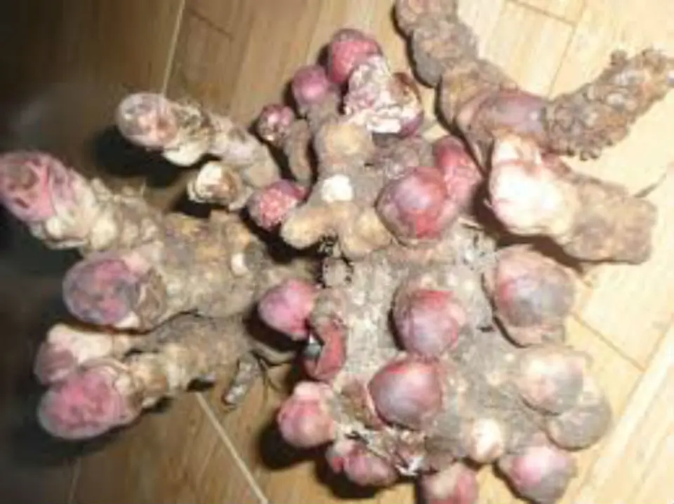 Công dụng của nấm ngọc cẩu và cách sử dụng