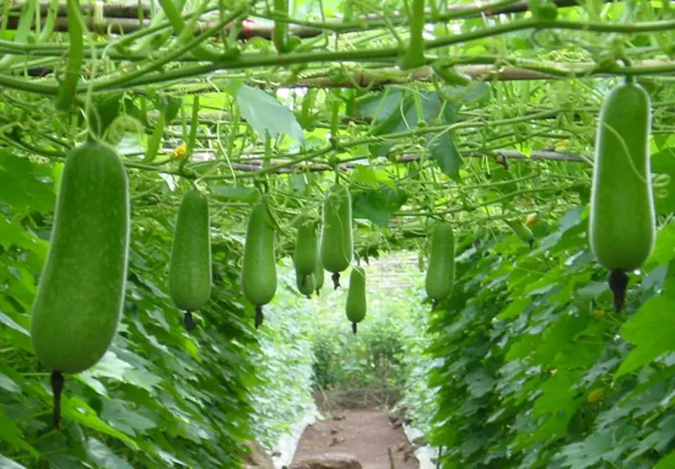 Công dụng tuyệt vời của nước ép bí đao Công dụng tuyệt vời của nước ép bí đao