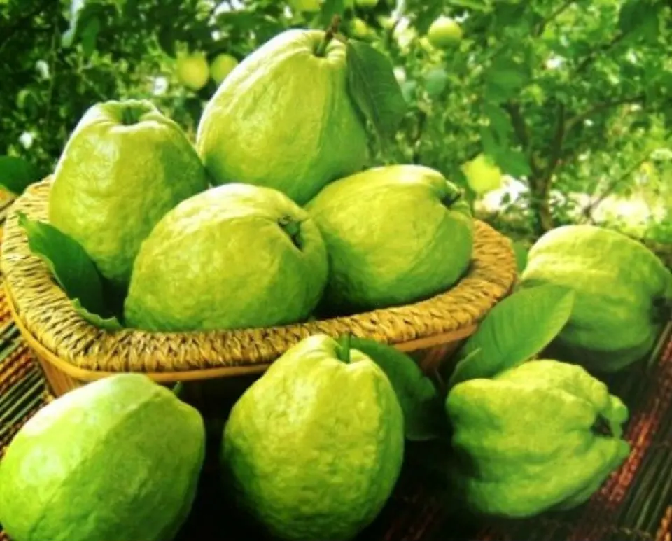 Công dụng và những điều cần chú ý khi ăn ổi không phải ai cũng biết