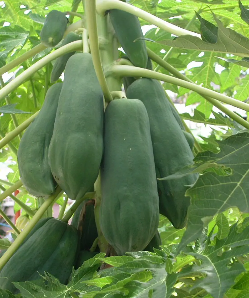 Hướng dẫn cách trị nám bằng đu đủ xanh hiệu quả