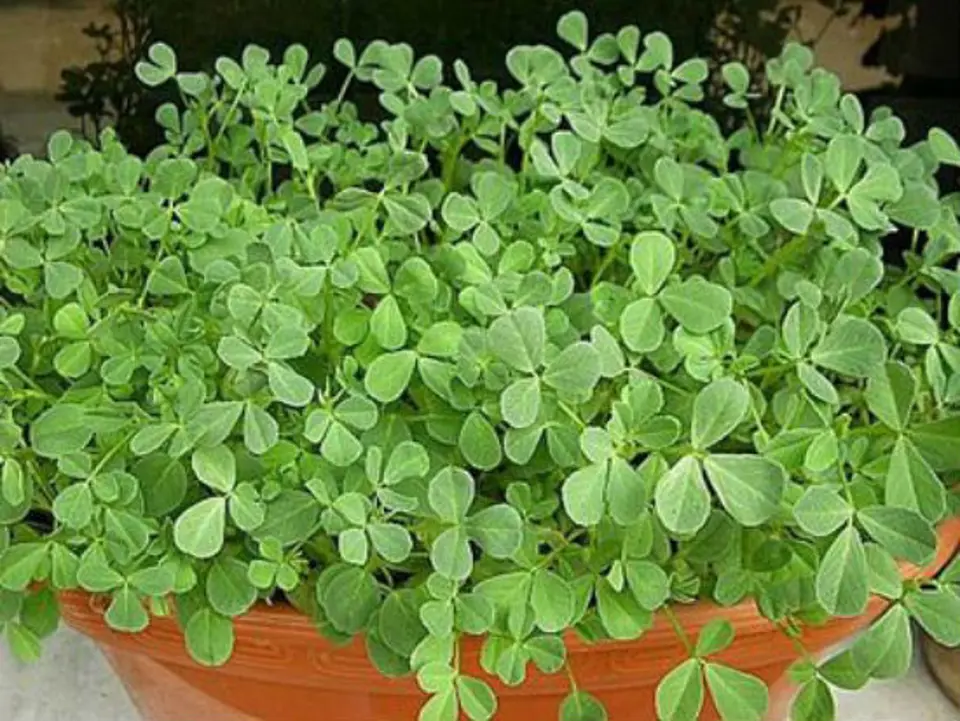 Mách bạn những công dụng tuyệt vời của hạt methi