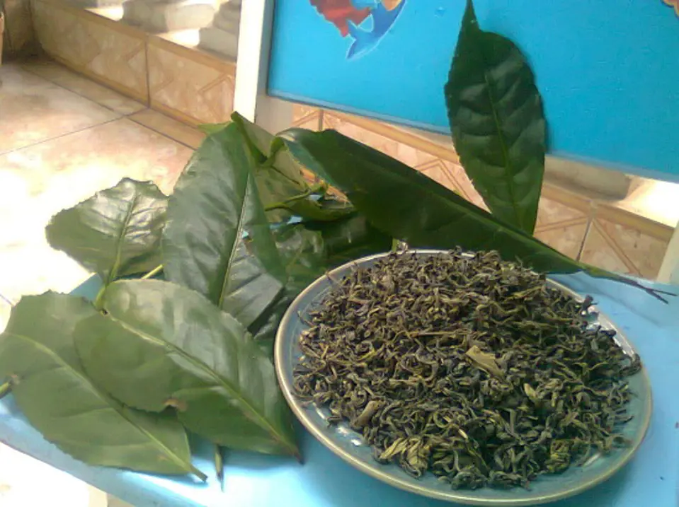 Tác dụng của chè xanh chữa trị một số bệnh thông thường