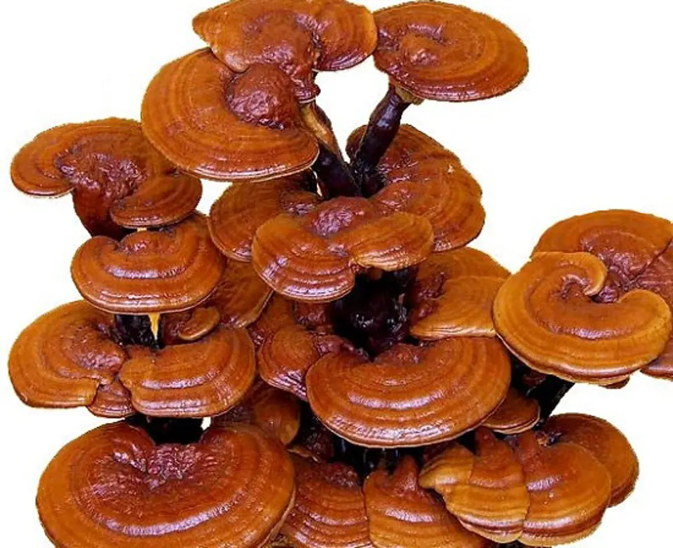Tác dụng của nấm linh chi với chị em phụ nữ