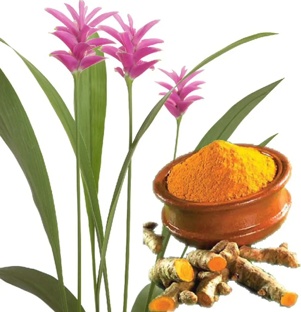 Tác dụng của nghệ vàng với sức khỏe, phòng và chữa các bệnh