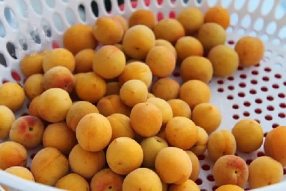 Cách làm nước mơ ngâm ngon nhất tại nhà
