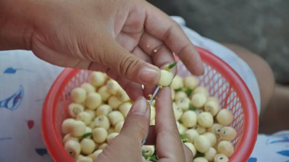 Cách nấu chè hạt sen táo đỏ