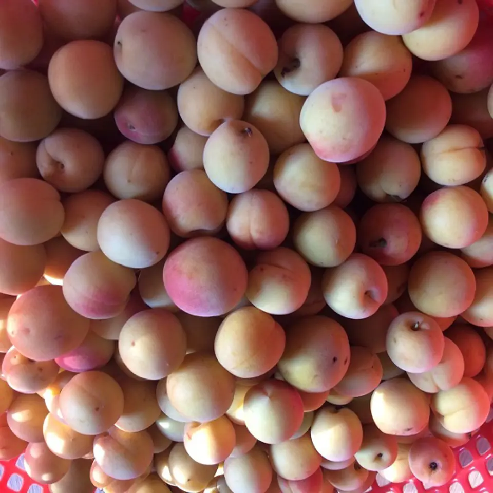 Cách ngâm quả mơ không bị váng, bị lên men