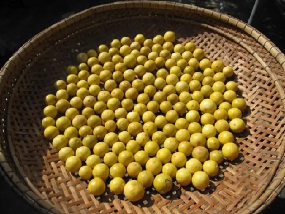 Hướng dẫn cách ngâm chanh muối