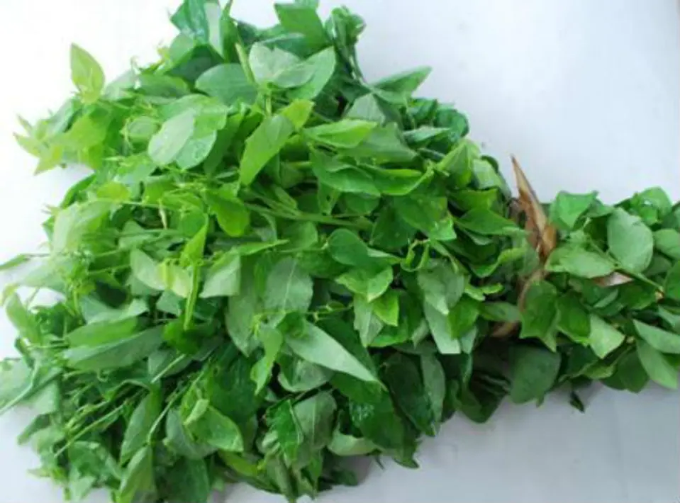 Mẹo chữa nhiệt miệng hiệu quả