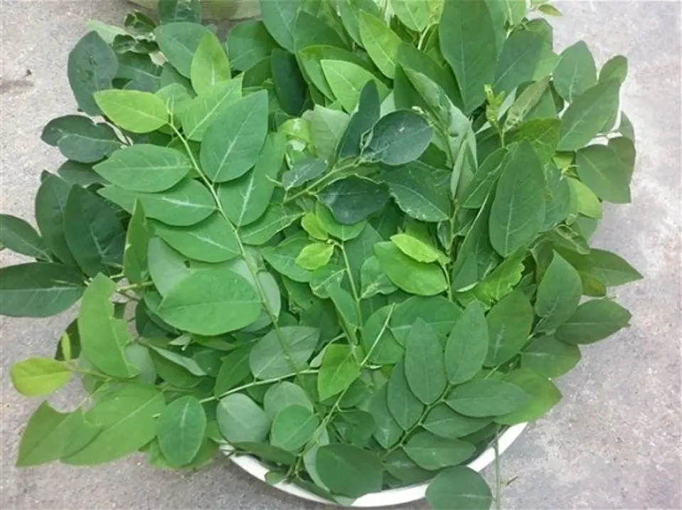 Cách trị nhiệt miệng bằng những thực phẩm từ thiên nhiên Cách trị nhiệt miệng bằng những thực phẩm từ thiên nhiên