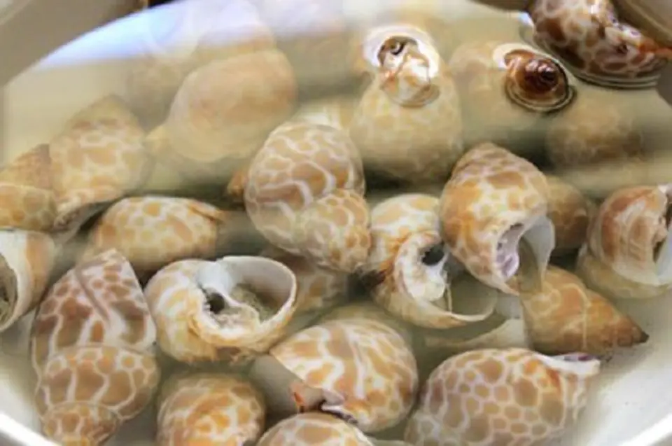Công thức làm ốc xào me chua ngọt ngon tuyệt