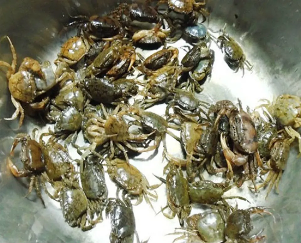 Thưởng thức món ngon mỗi ngày với canh cua nấu thiên lý