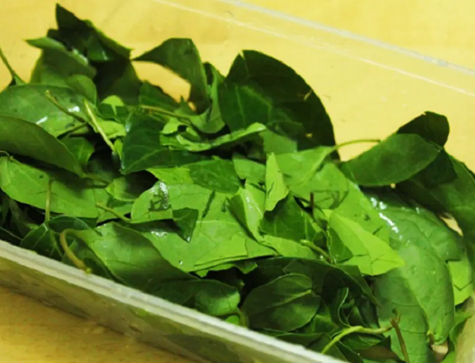 Cách làm canh gà lá giang thơm ngon