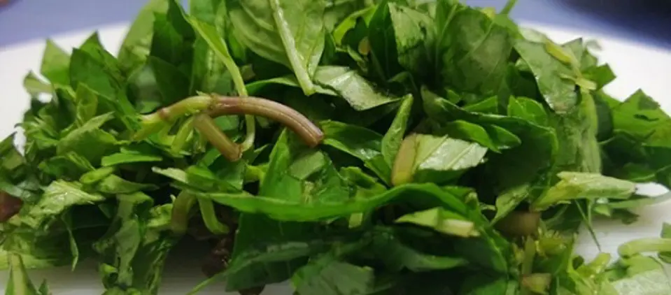 Cách làm gỏi đu đủ bò khô siêu đơn giản